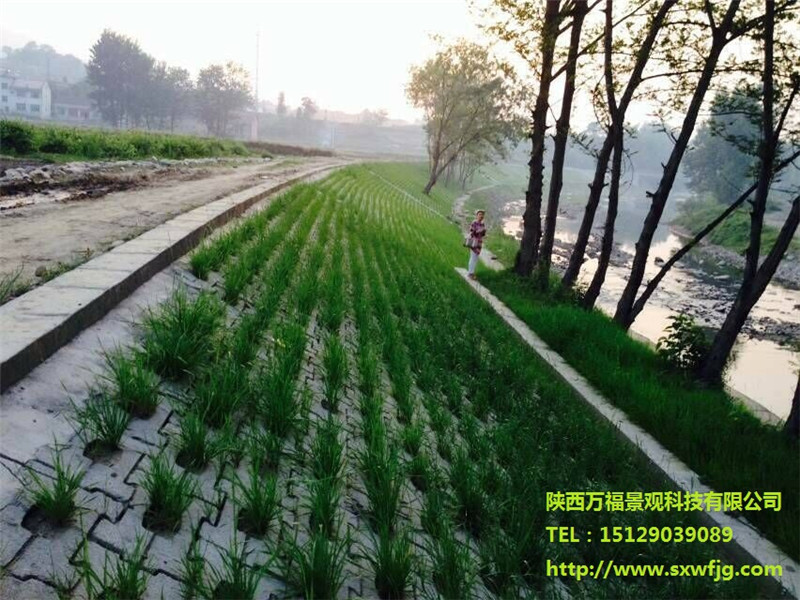 安康市汉阴县月河防洪工程施工后长草照片